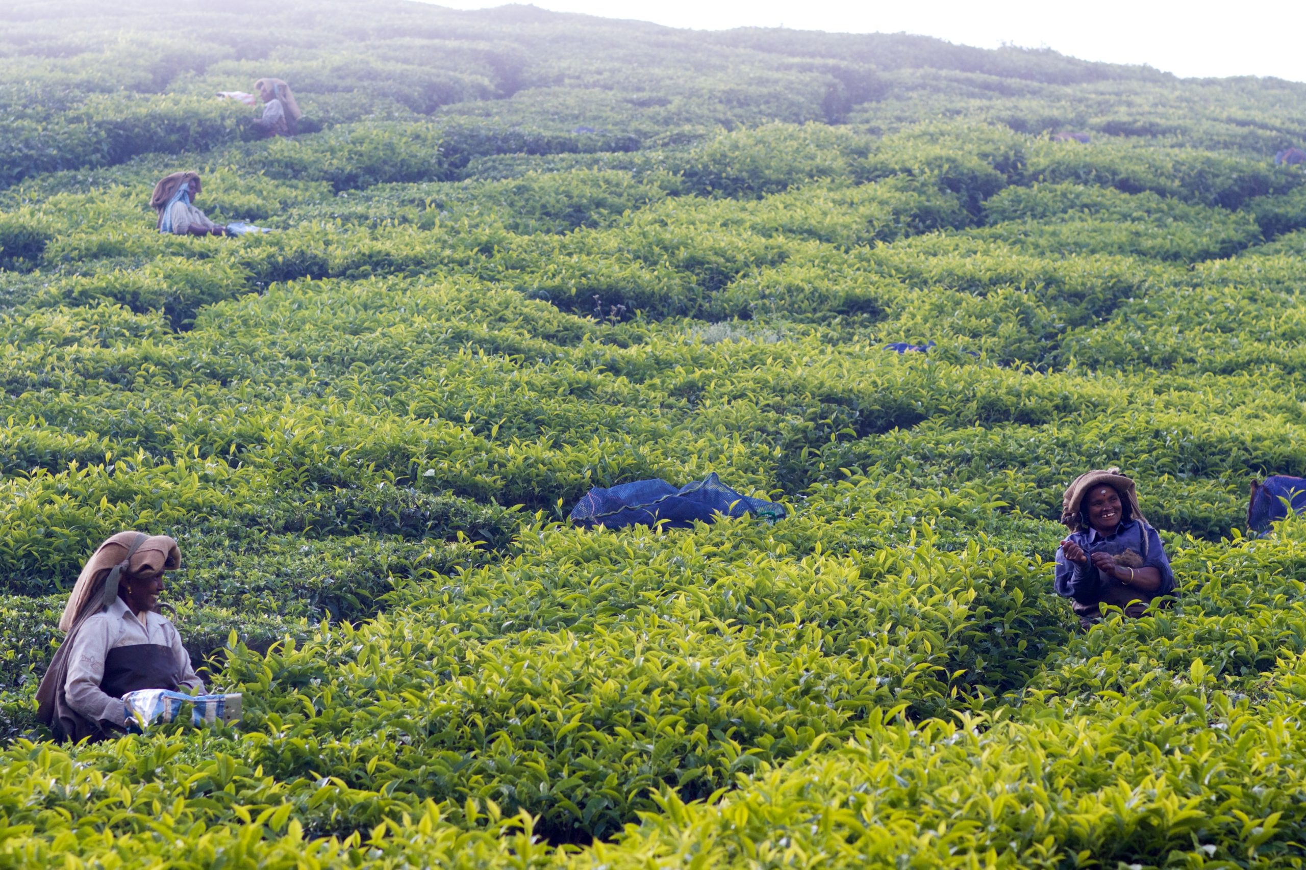 tea plantation