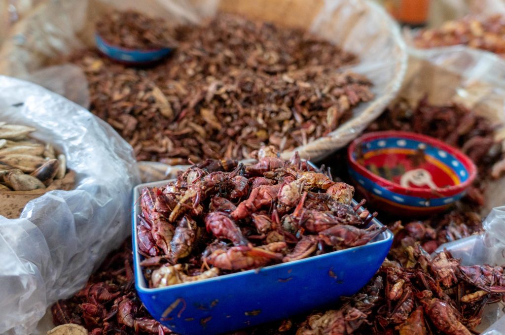 grasshoppers in oaxaca