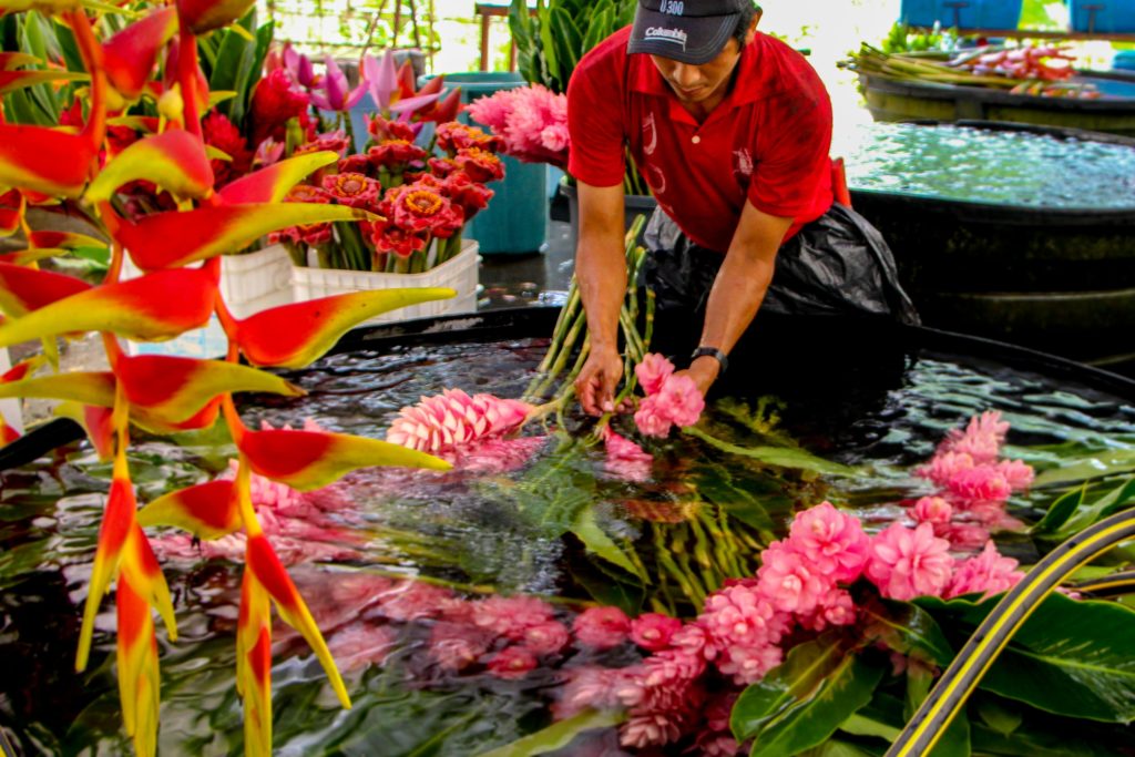 flowers in chiapas