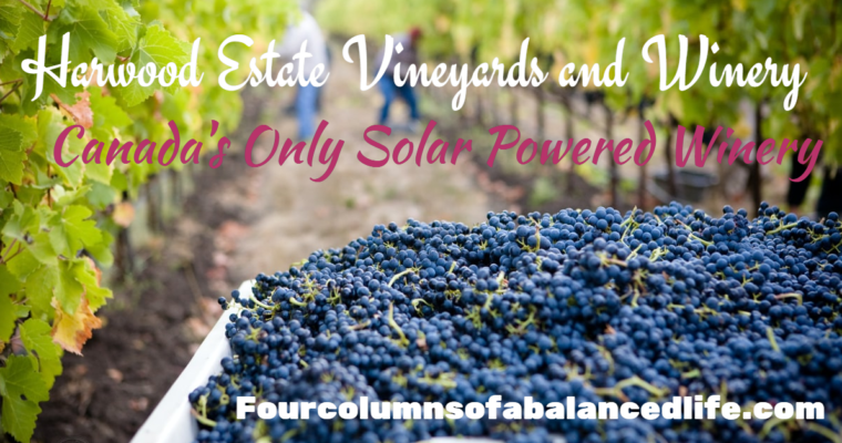 Harwood: Canada’s Only Solar Powered Vineyard