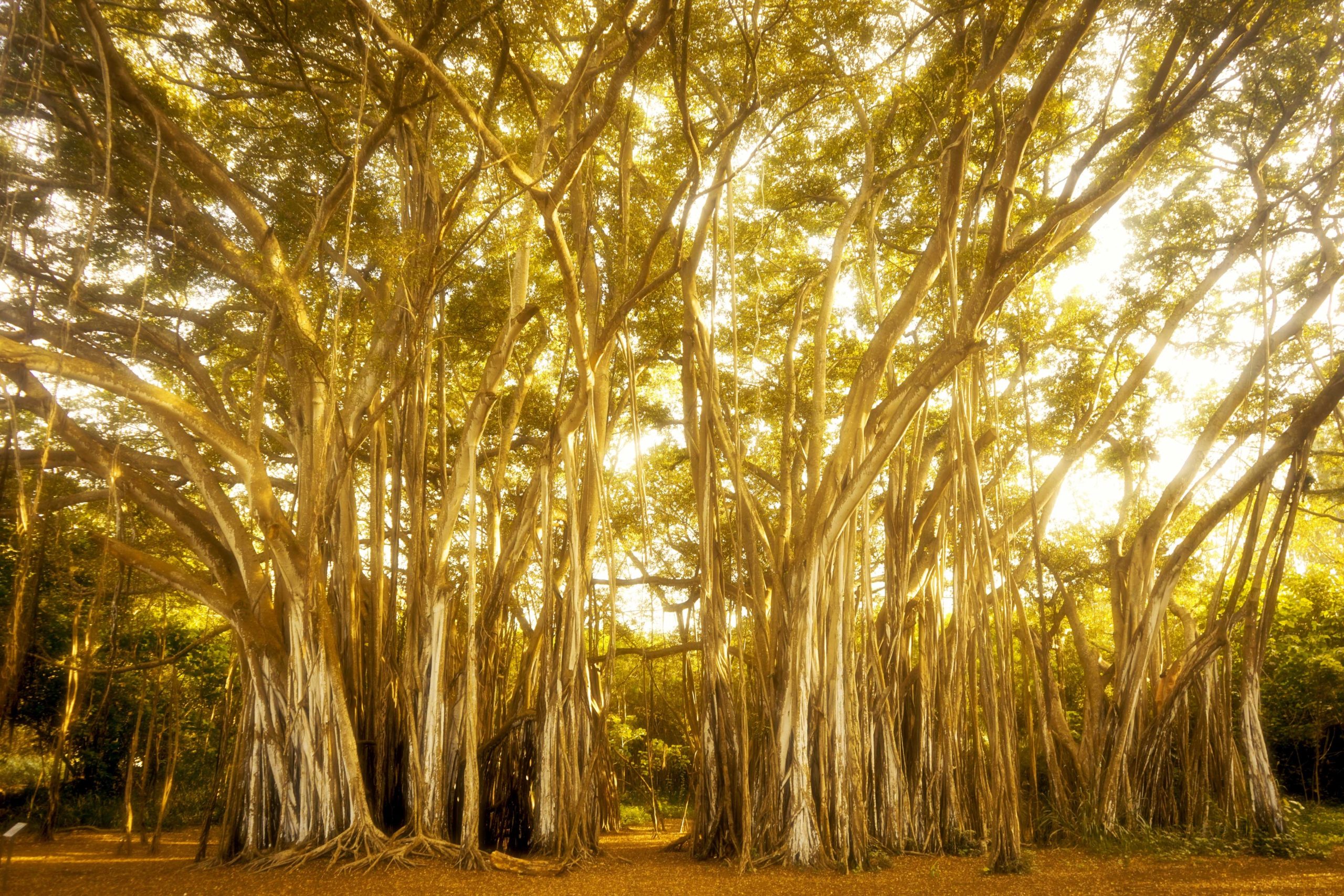 banyan